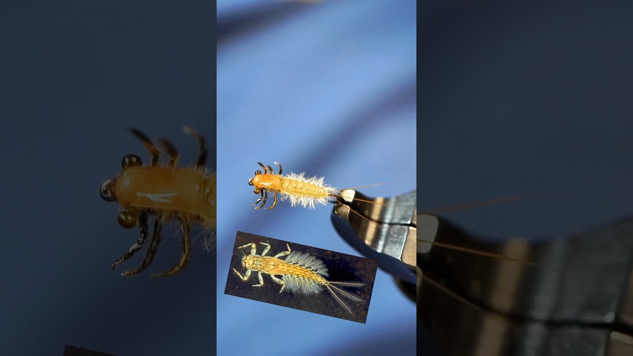 Realistic Mayfly Nymph!