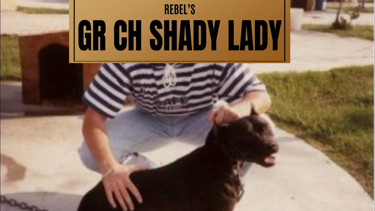 GR Ch SHADY LADY #pitbulls #apbt #pitbulldog