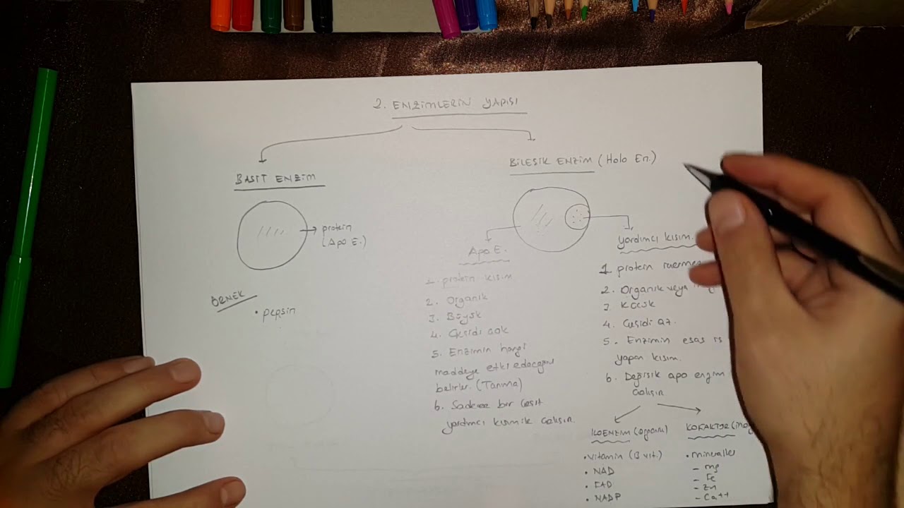 Biyoloji Kol@y || ENZİMLER-2