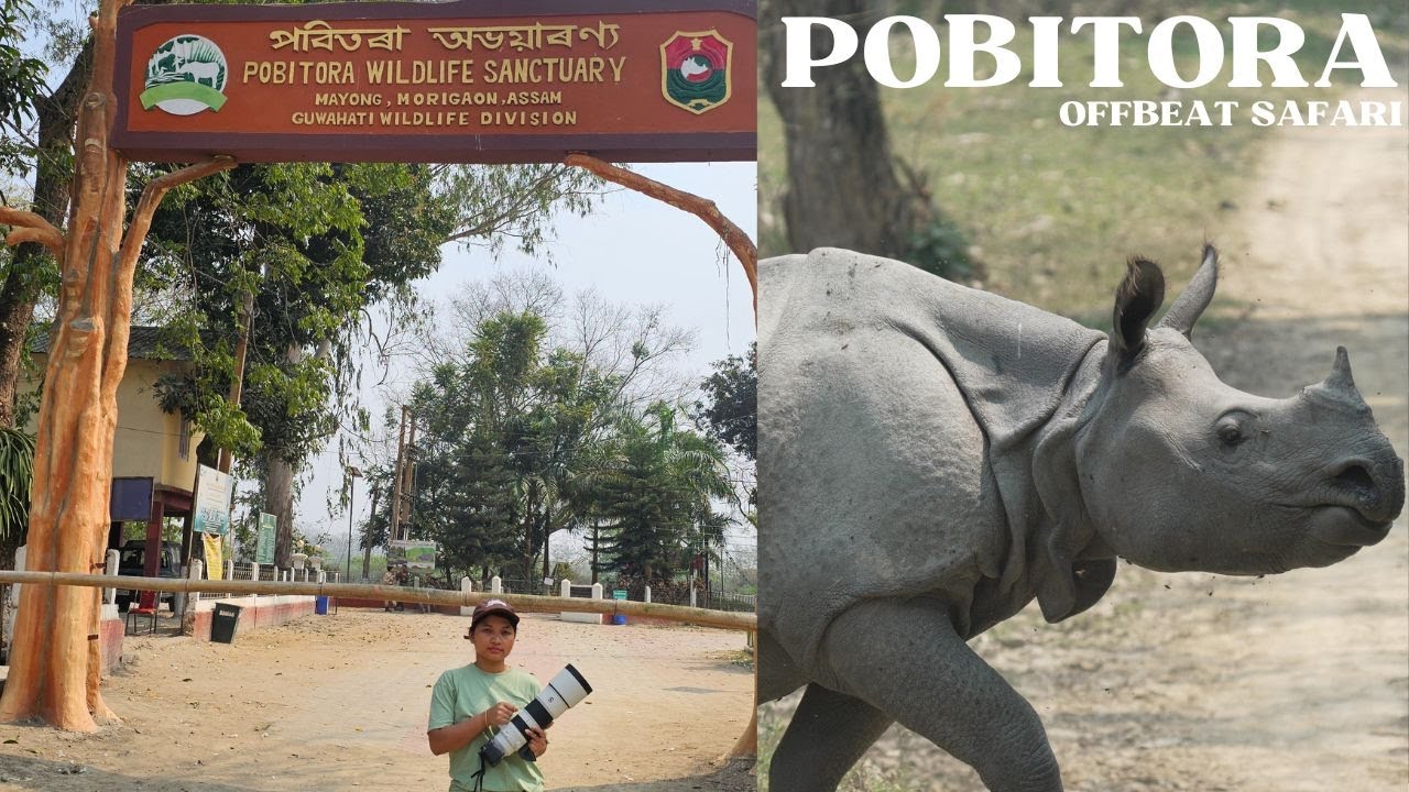 Pobitora Wildlife Sanctuary| All you need to know| Day safari