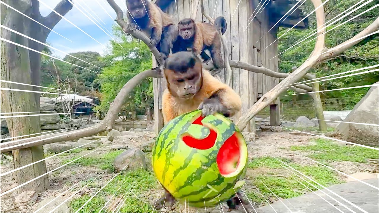 【動物たちの反応】登録者50万人突破を祝ってみた