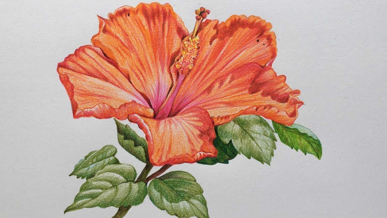Hibiscus Flower Drawing in Color Pencils | Flower Drawing