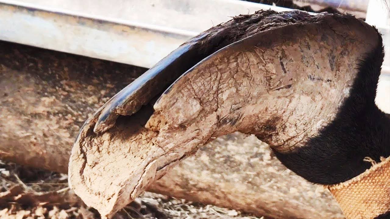 Help abused donkeys with free hoof trimming | ASMR | Donkey hoof cutting sound