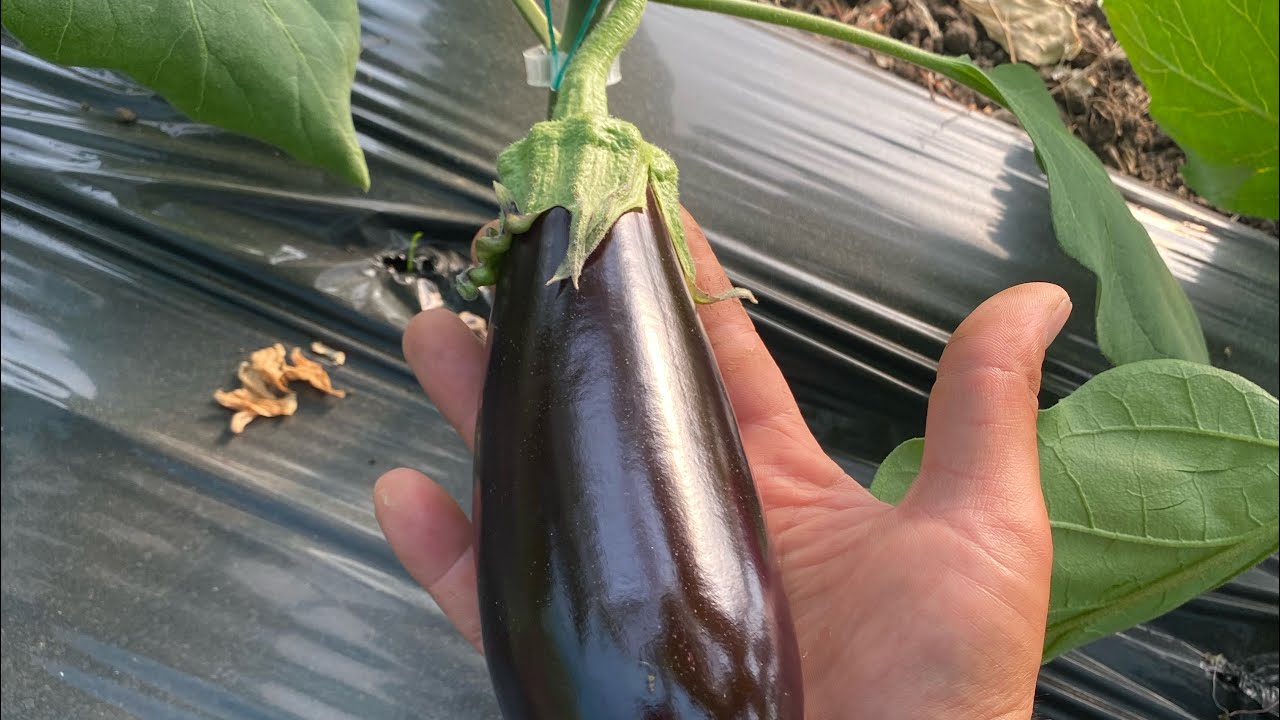 Vinetele mirval f1. 🍆🍆🍆 tratamente + fertilizarea culturii.
