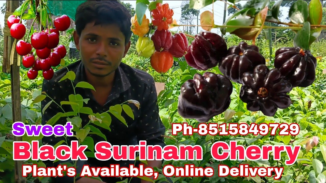 Sweet Black Surinam Cherry 🍒 || Best Cherry Variety in India || Plant's available || Online Delivery