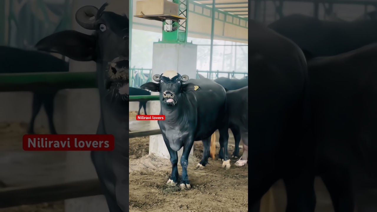 Pakistan blood line niliravi buffalo #niliravi #farming #animals #haryana #buffalo