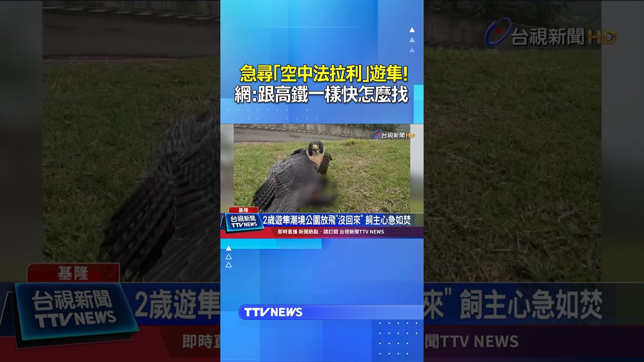 急尋「空中法拉利」遊隼！ 網:時速跟高鐵一樣快怎麼找 #遊隼