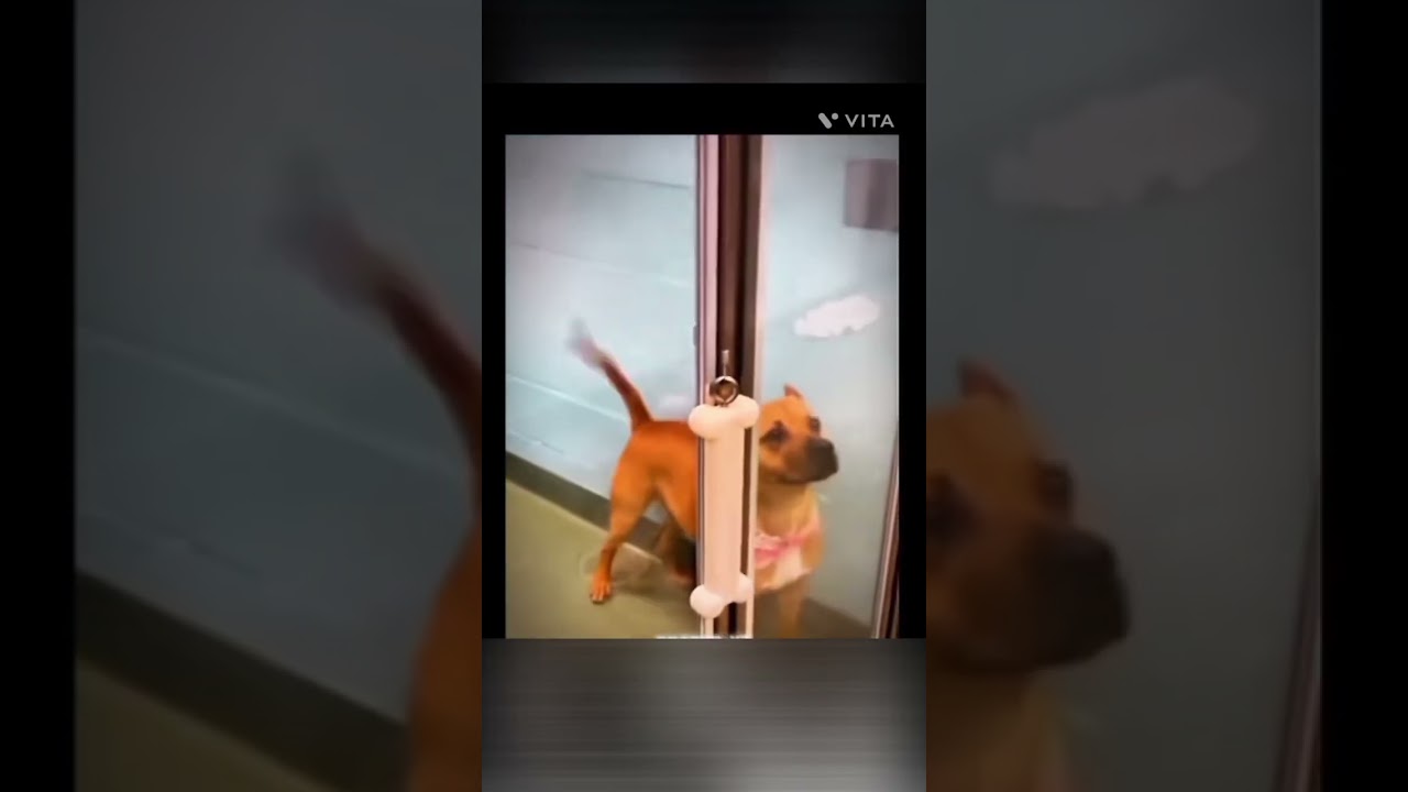 Dogs being adopted || credit:- @droppp-yt #alizasehar