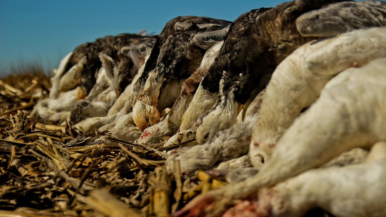 Snow Goose Hunting: The Ultimate Frustration - Fowled Reality