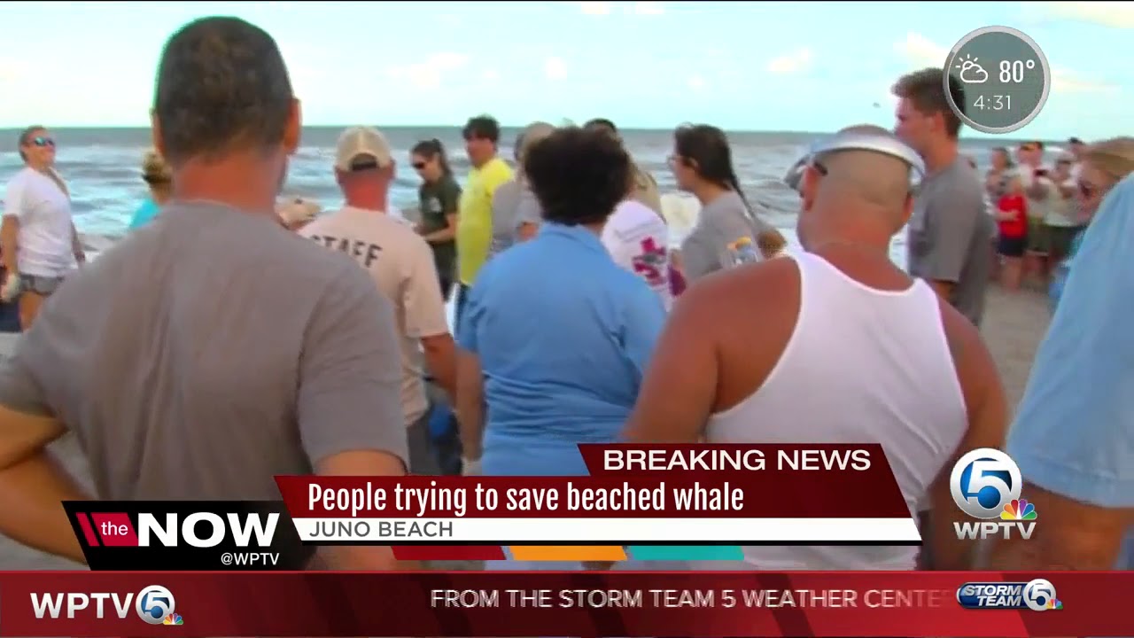 Wildlife officials attend to beached whale in Juno Beach