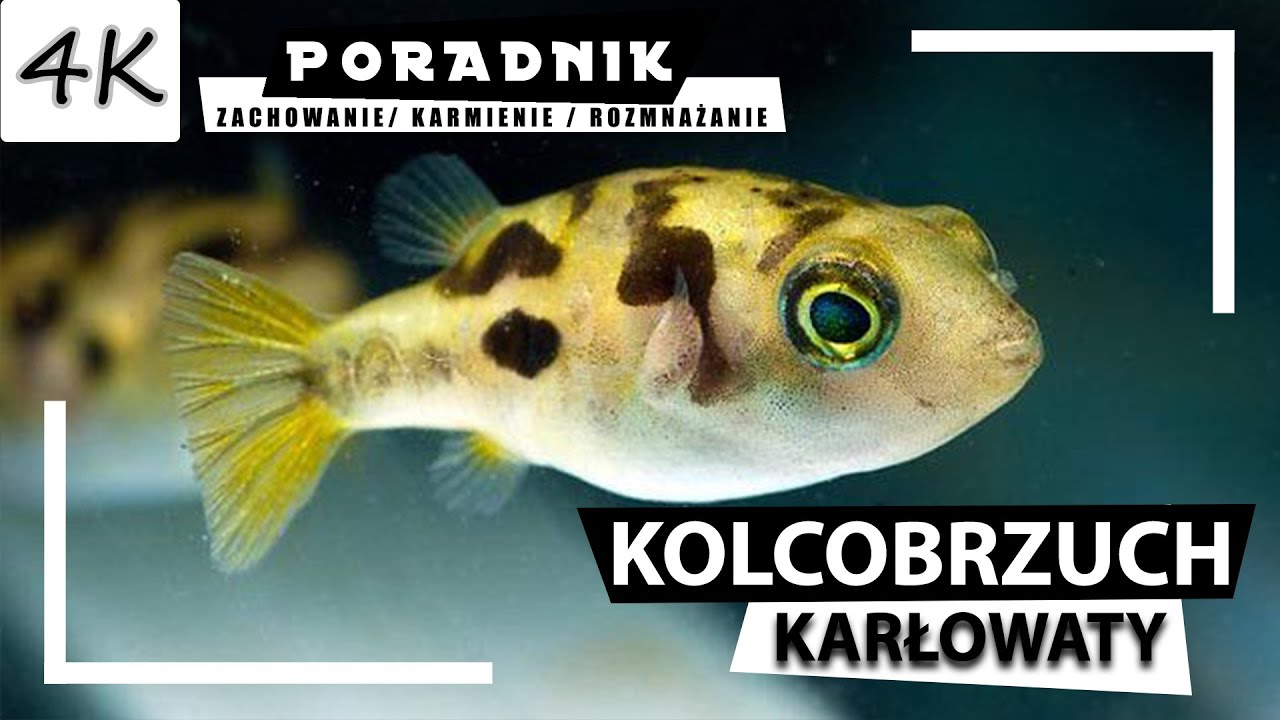 KOLCOBRZUCH  Karłowaty - Kompletny Poradnik! [4K]