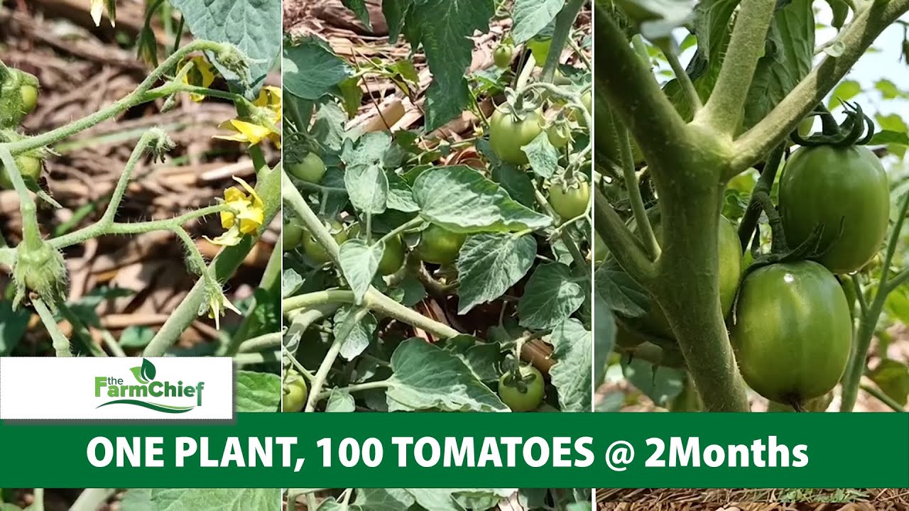 HOW YOUR TOMATO PLANT MUST LOOK LIKE AT 2 MONTHS