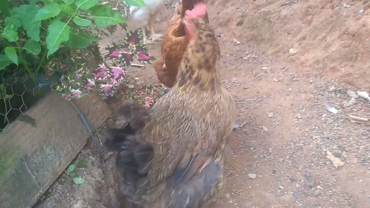 Aves soltas