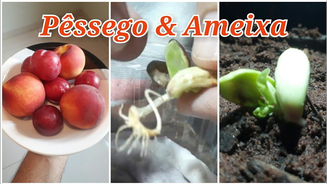 Como Plantar Ameixa e Pessego Pelo Caroço ou Semente? Passo a Passo.