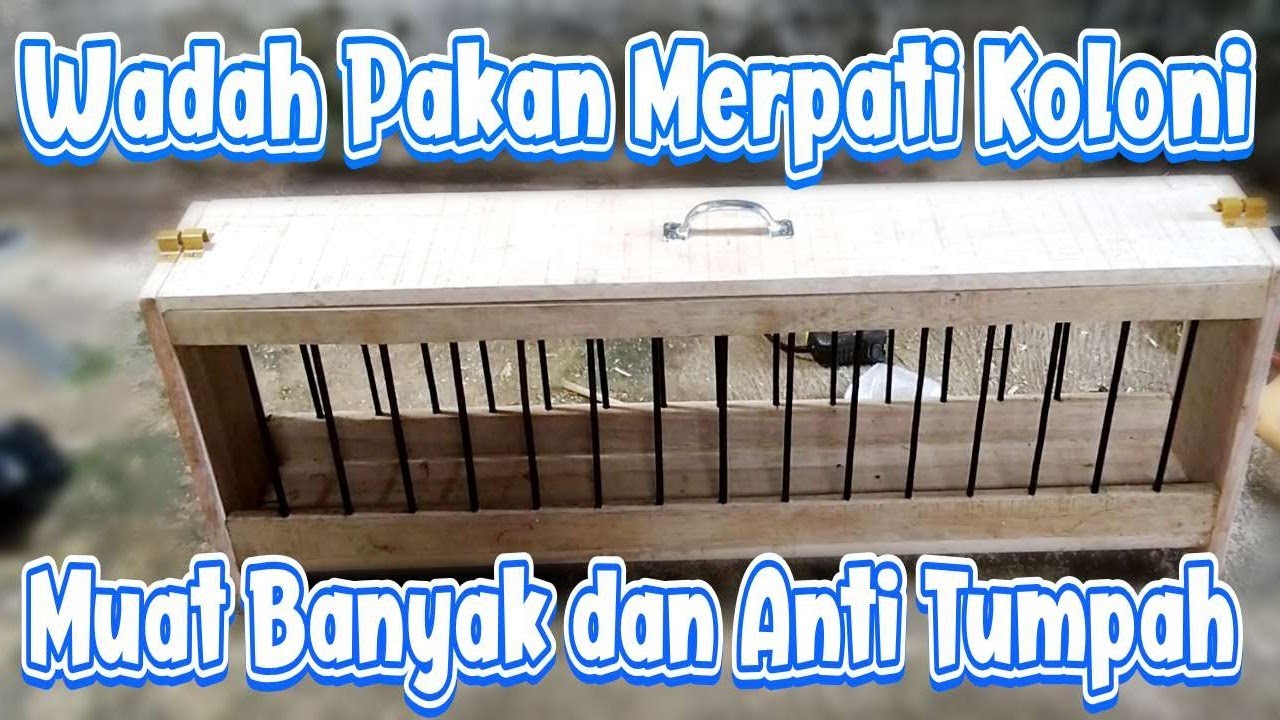 Cara Membuat Wadah Pakan Merpati Koloni