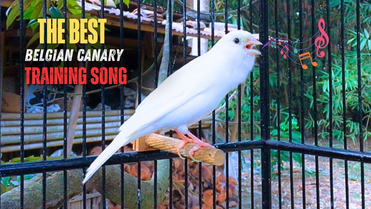 This Canary WILL SURPRISE YOU! - Canary Singing Practice Video
