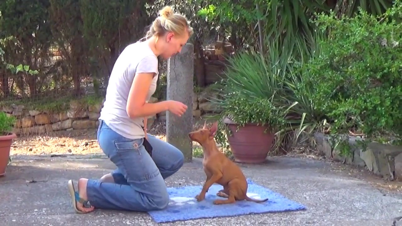 Cirneco dell'Etna puppy Cyrenensis Capitano