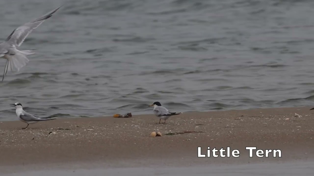 Roseate Tern and Little Tern