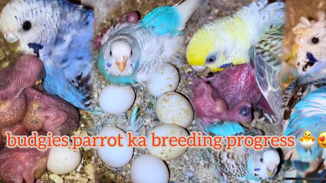 Budgies breeding progress update || budgies breeding progress || Love birds breeding progress 2026