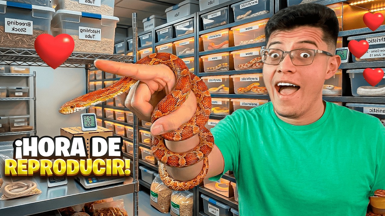 ¿Cuánto CUESTA mantener 10 Serpientes del Maíz?