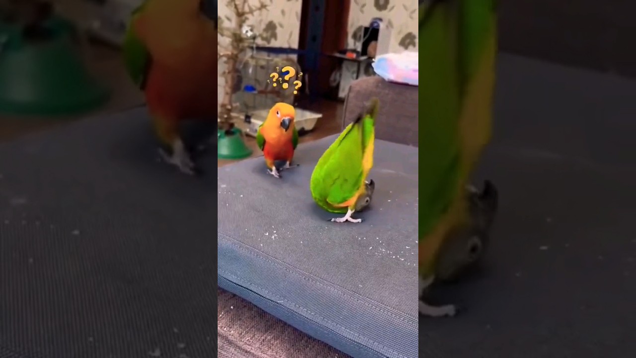 #parrotlove