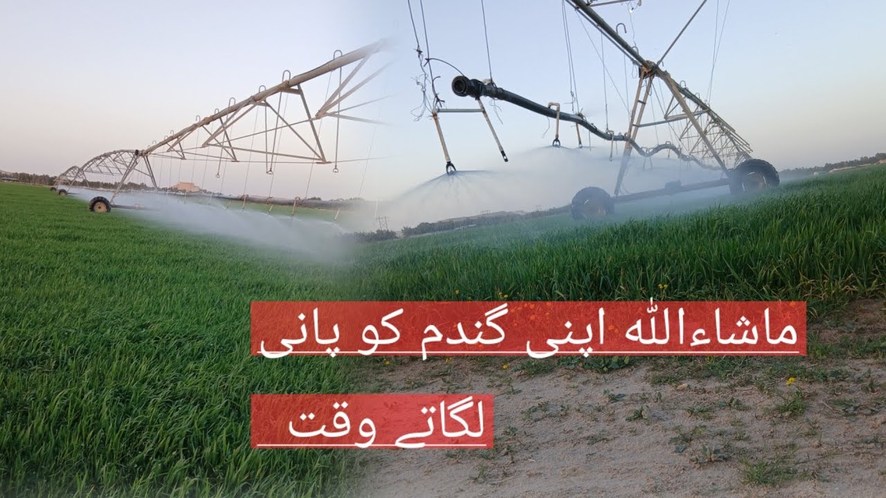 ماشاءاللہ  گندم کو پانی لگاتے وقت  بنائی ایک شاندار ویڈیو  ویڈیو پوری دیکھنا شکریہ 