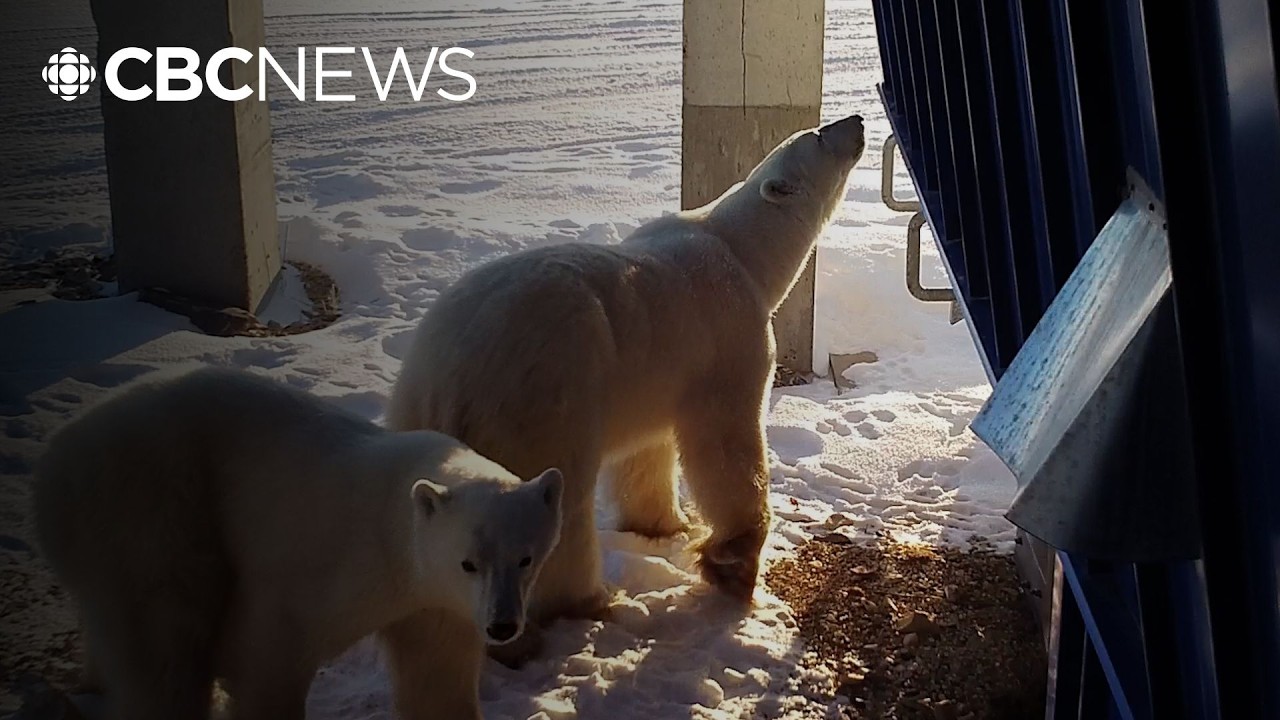 As ice floes shrink, more polar bears are encountering humans