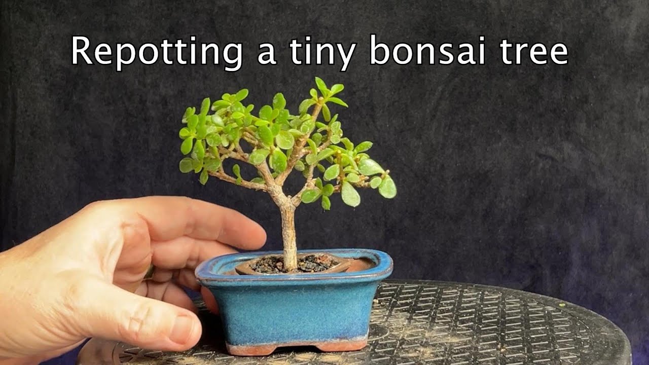 Repotting a tiny portulacaria afra lilliput bonsai tree #bonsai #bonsaistyling #portulacariaafra