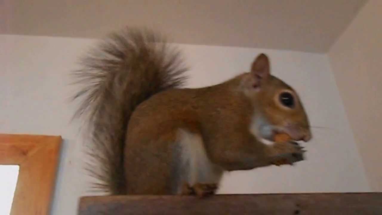 Three Squirrels eating Nuts