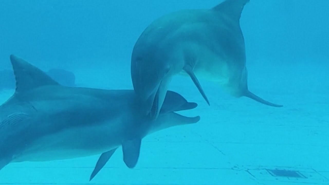 Extended Why dolphins 'smile' while playing