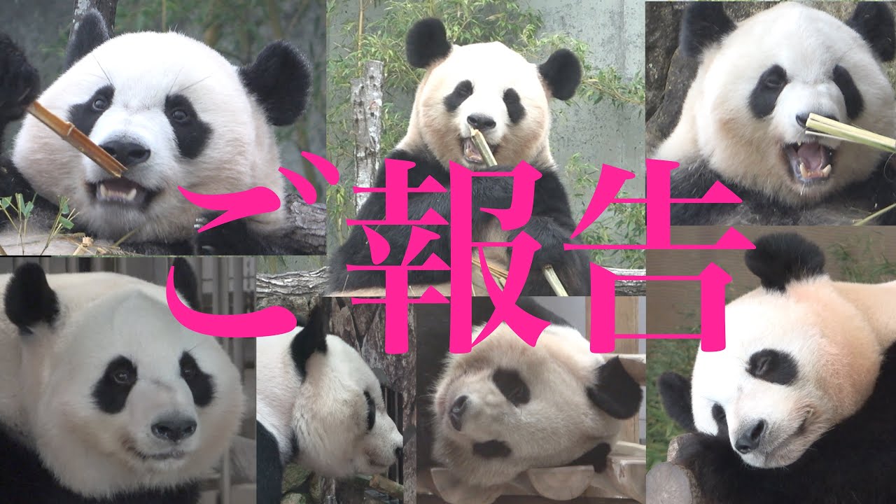【※大切なご報告※お詫びと御礼】浜家🐼全員/良浜🍯永明🎩桜浜🌸桃浜🍑結浜🎀彩浜🌈楓浜🍁10/6📷 #ぽめぱん #PandaChannelbypomeranianfilm