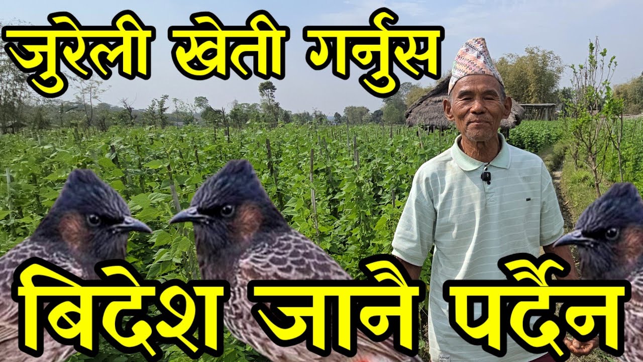 72 बर्से काकाको जुरेली खेती ,महिनाकै तिन लाख कमाउदै village farming