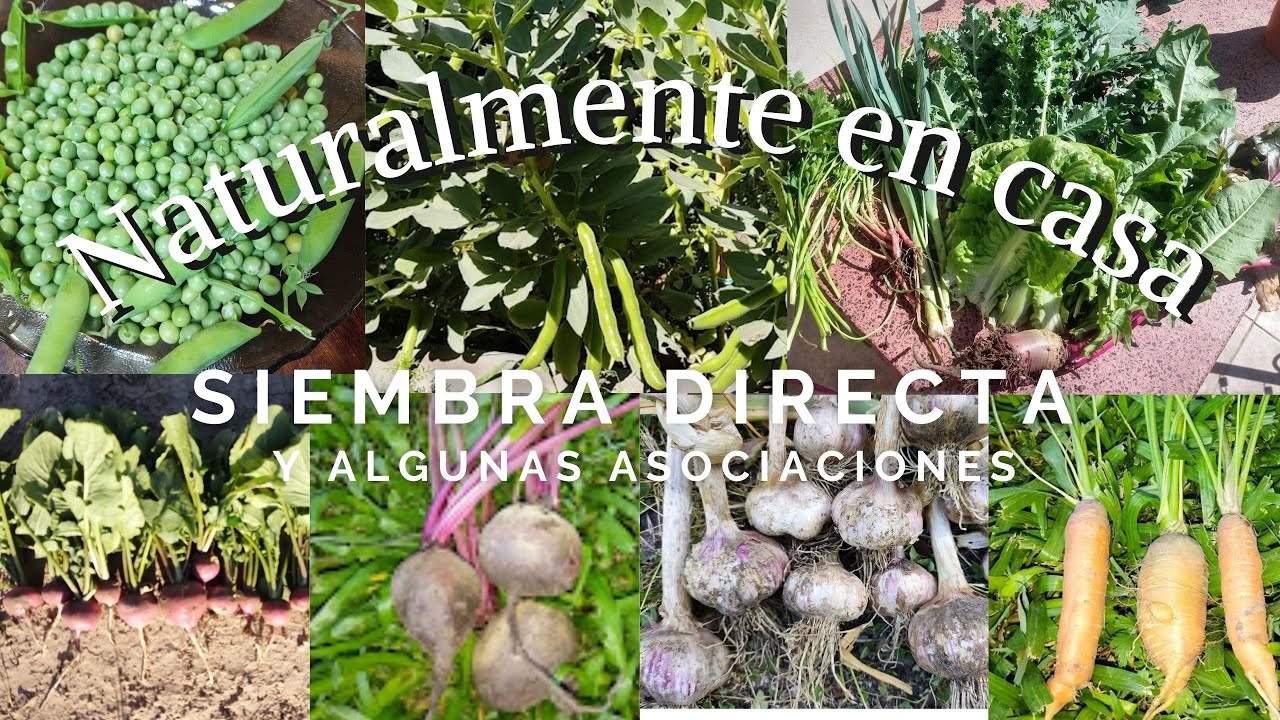 Huerta Siembra directa y algunas asociaciones