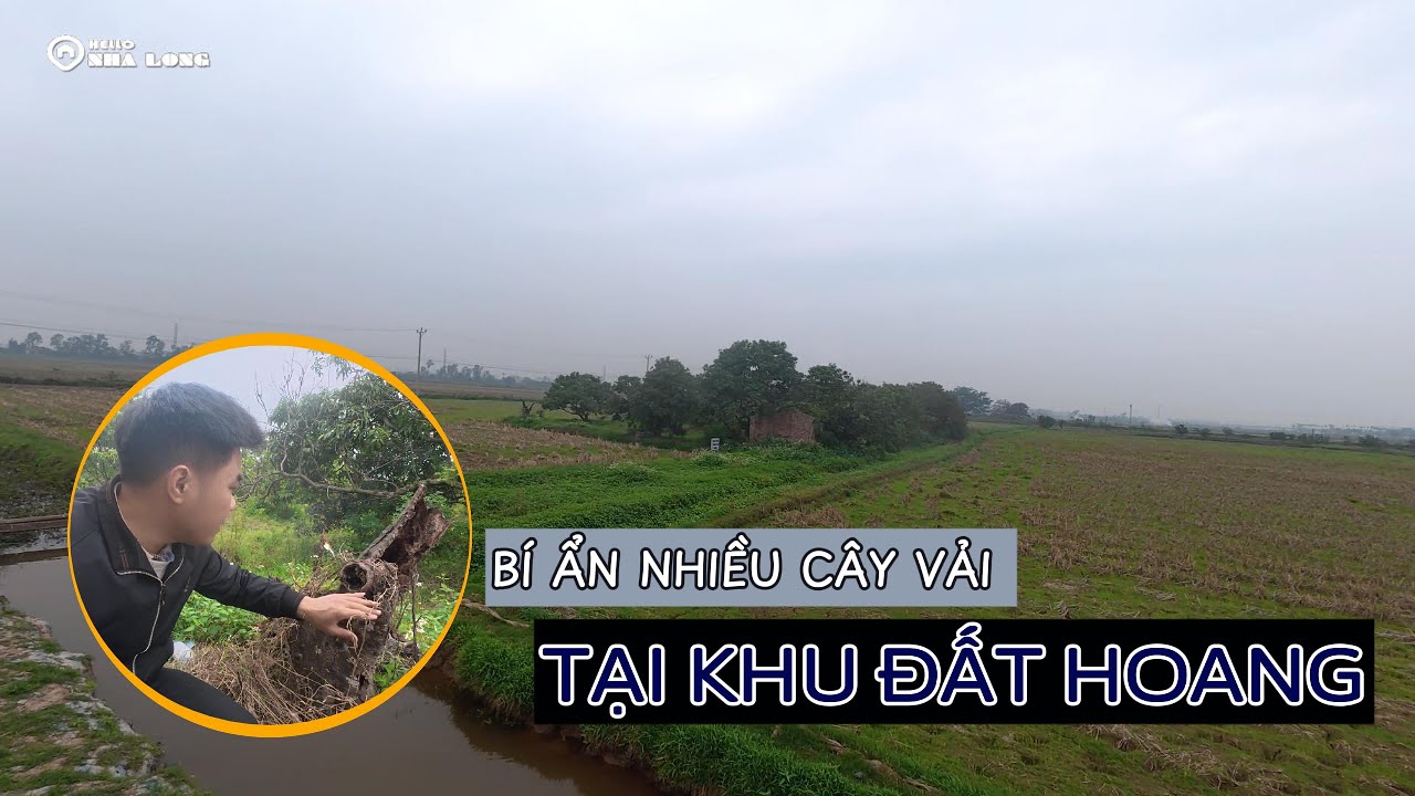 Bí ẩn khu đất hoang | Những cây vải thiều tại khu đất có nhiệm vụ đặc biệt