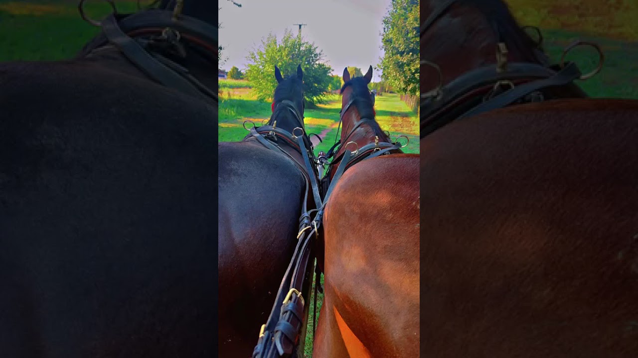 Kolu - K&aacute;lm&aacute;nh&aacute;zi bety&aacute;roknak speci&aacute;lba 🐴🍀