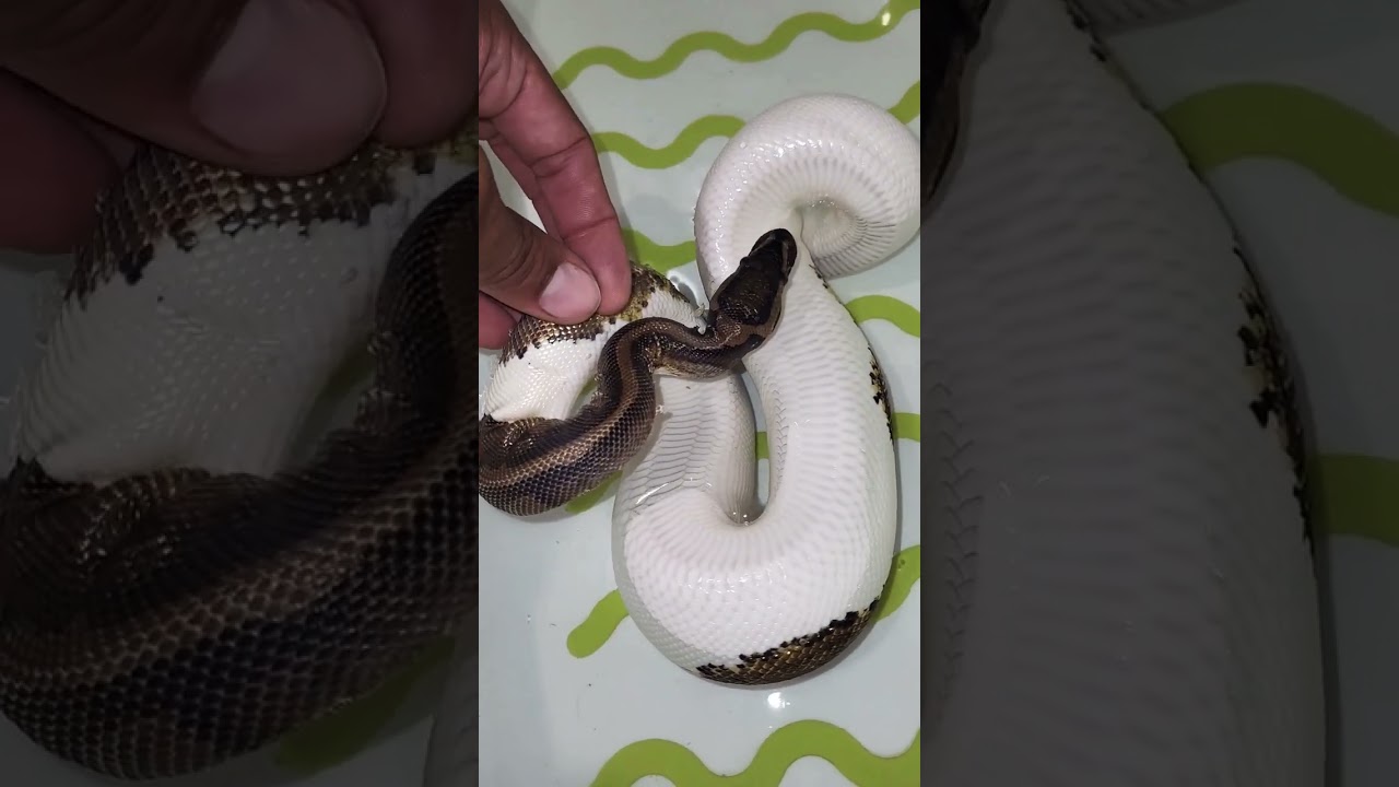 Dia diferenciado #ballpython