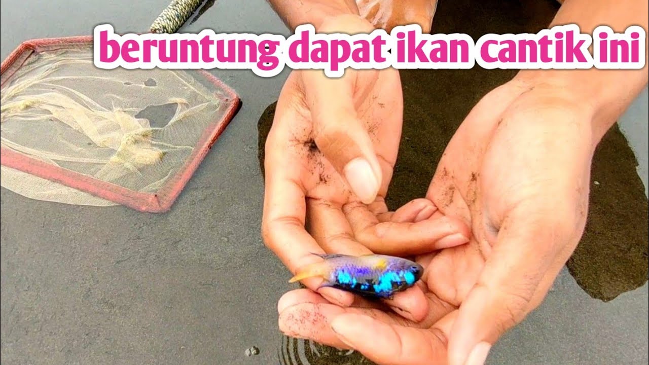 Ikan apa lagi ini ⁉️ berburu ikan air laut yg terdampar