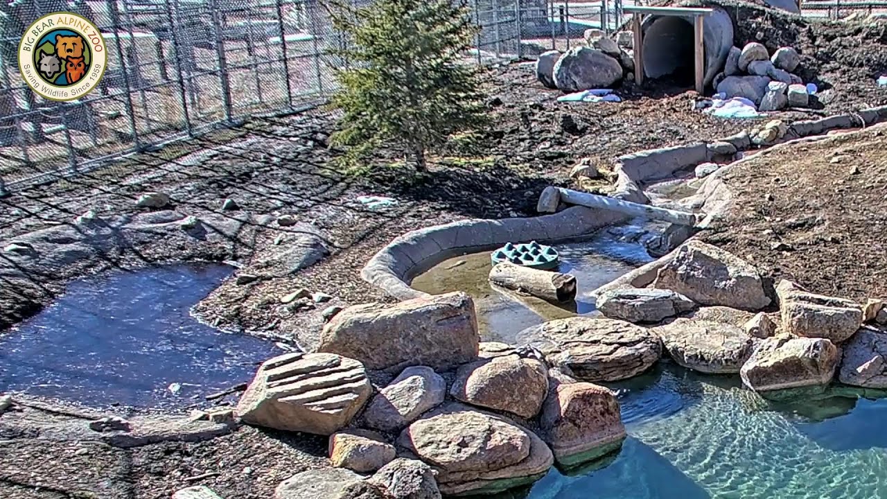 Big Bear Alpine Zoo Cam
