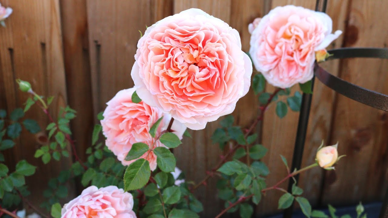 David Austin Abraham Darby Rose 2nd Year Spring Flush