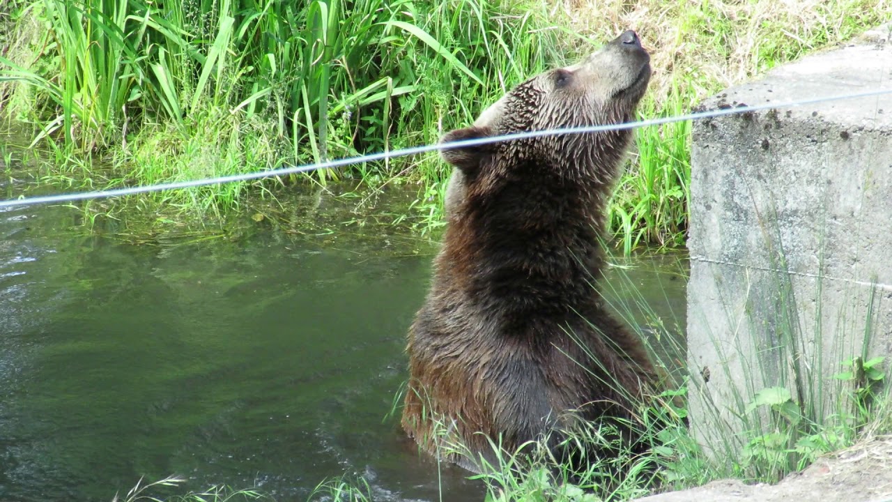Bärenwald Müritz: Michal spielt mit einem alten Jutesack im Wasser Teil 2