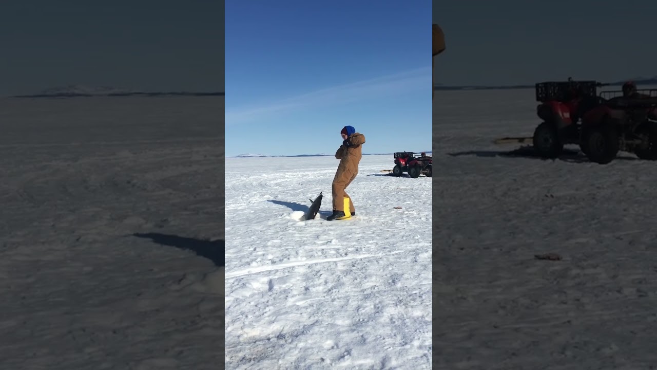Ice fishing in the frozen ocean for the mighty sheefish of the north.