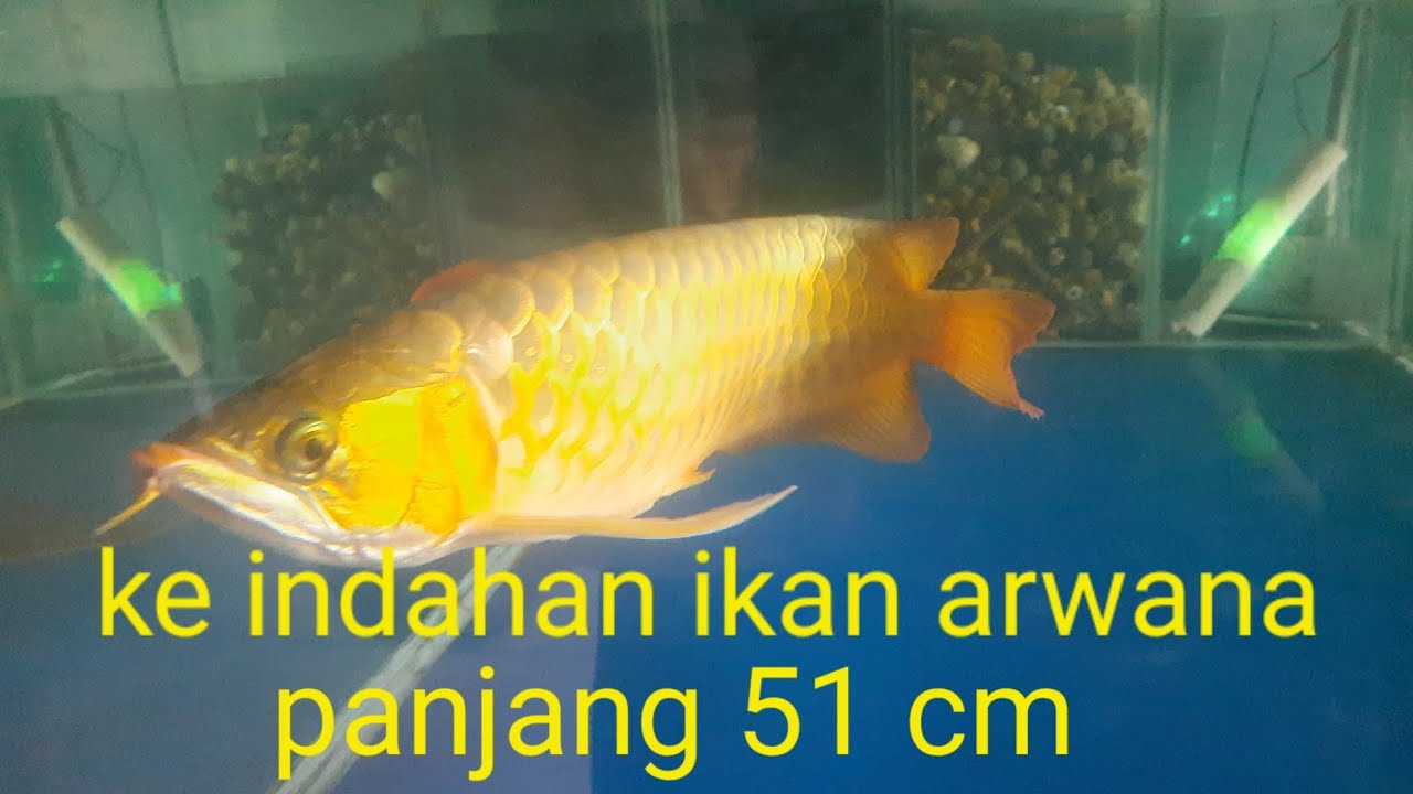 Ke indahan ikan arwana panjang 51 cm