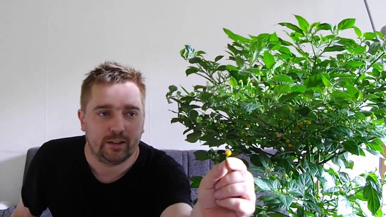 Chilitest: Aji Charapita