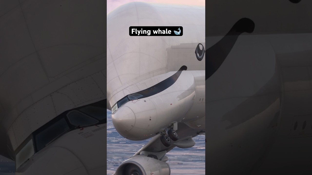 Airbus Beluga XL: The Flying Whale Over Dubai!!😮🐋🇦🇪 #shorts #aviation #whale