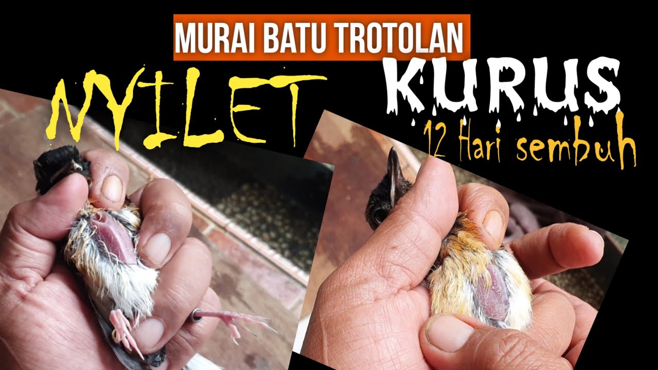BANYAK FAKTOR  PENYEBAB TROTOL MURAI BATU KURUS NYILET