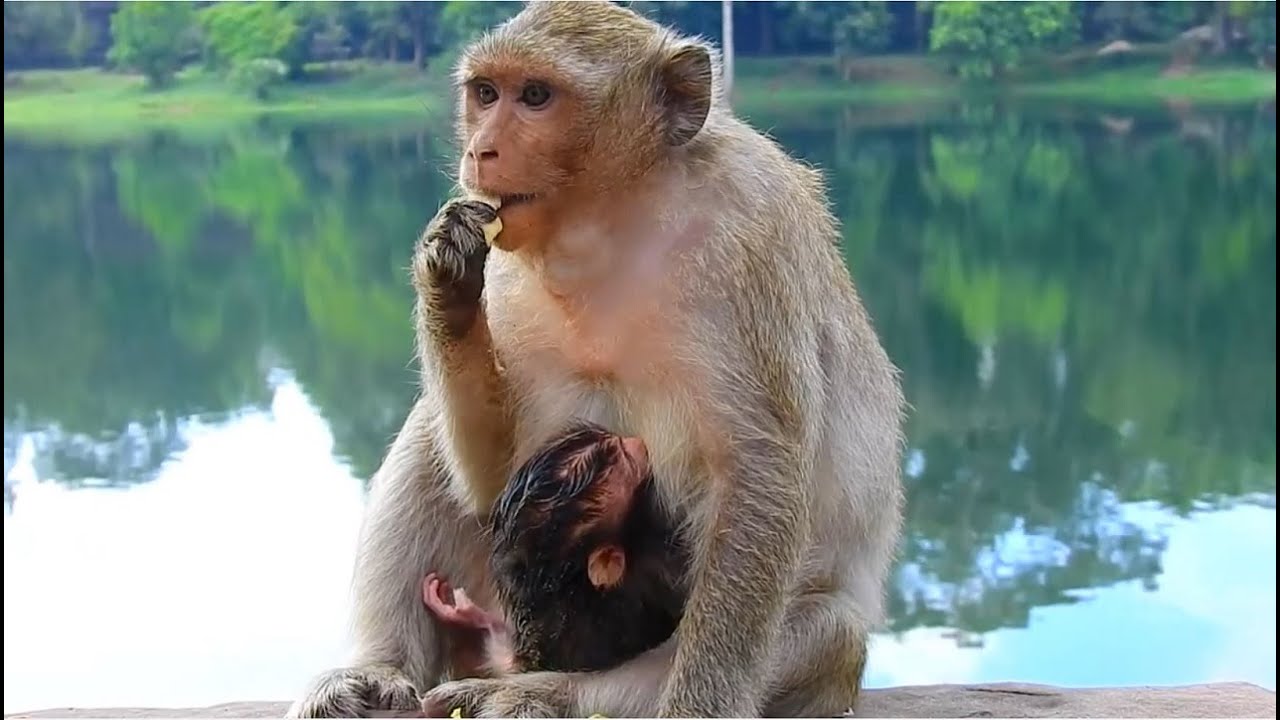 Newborn Baby of Monkey Patty Nurses Peacefully by the Pond