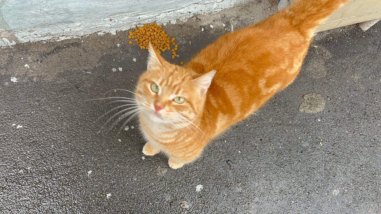 Feeding stray cats outside on snowy winter days