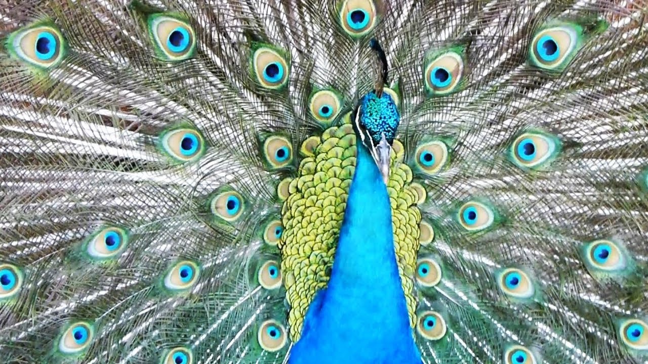 Gugu Missioneiro - O Pav&atilde;o