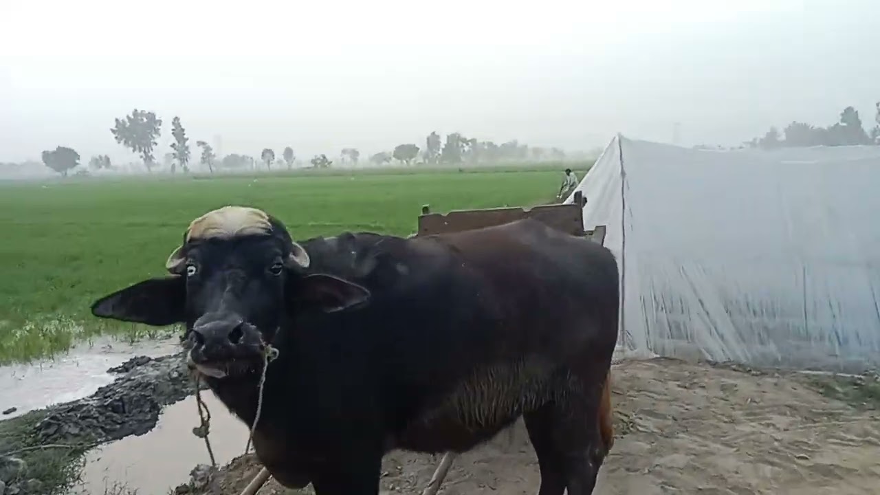 How To Explore The Beauty of Punjab Pakistan's Countryside |How To Contact With Nature Fields Jorney