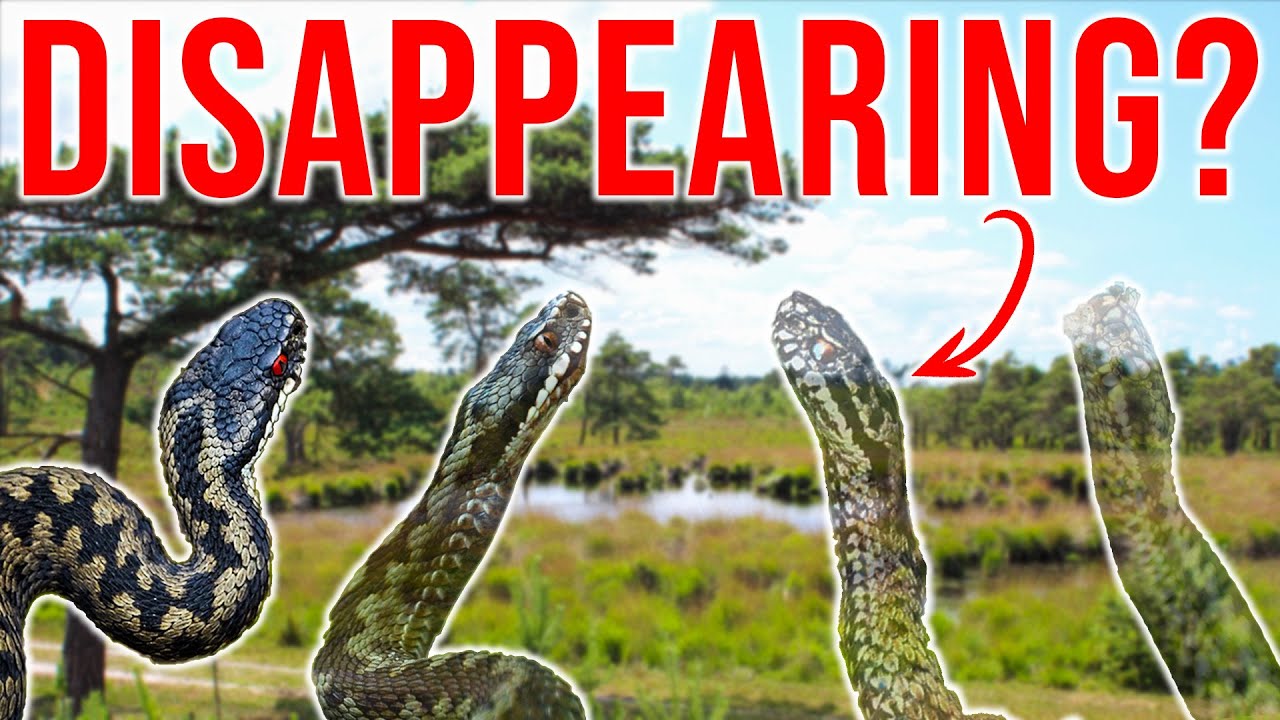 What's happening to Britain's only VENOMOUS SNAKE?